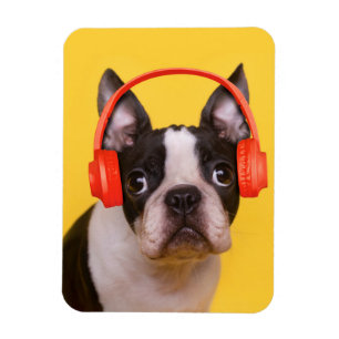 Cutest Baby Animals Boston Terrier Headphones Magnet