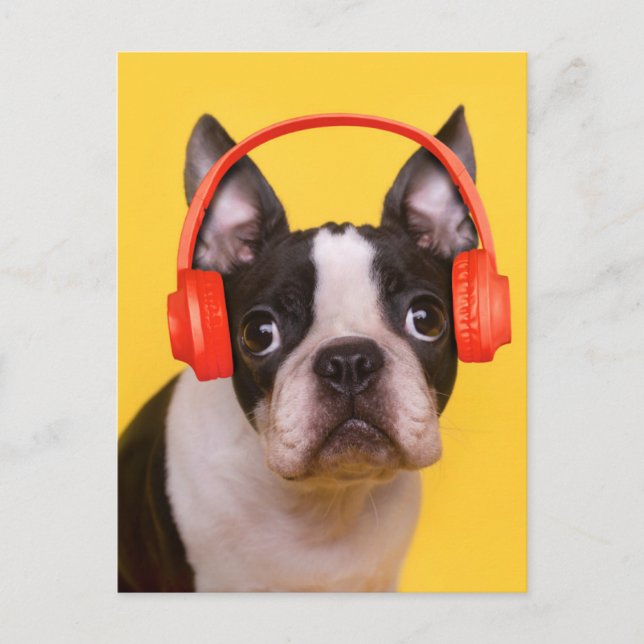 Cutest Baby Animals | Boston Terrier Headphones Postcard (Front)