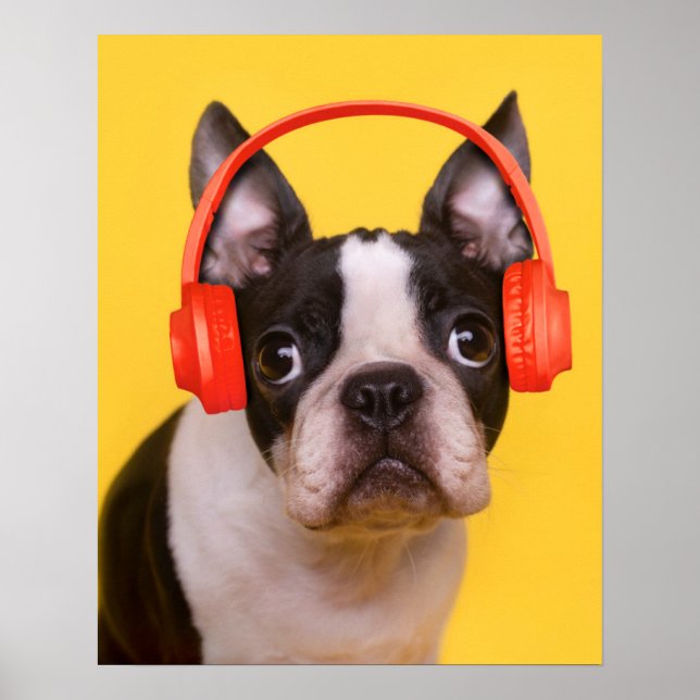 Cutest Baby Animals | Boston Terrier Headphones Poster (Front)