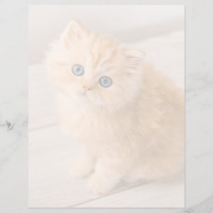 Cutest Baby Animals British Longhair Kitten
