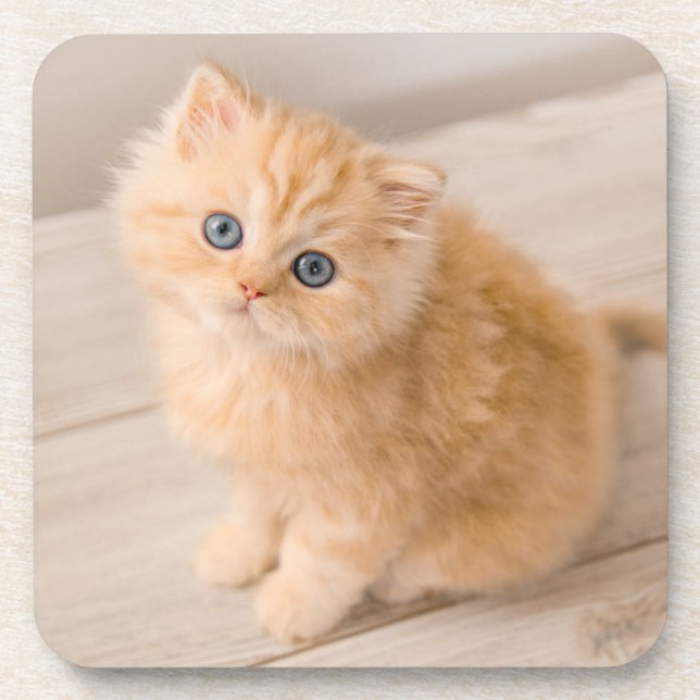 Cutest Baby Animals | British Longhair Kitten Coaster (Front)