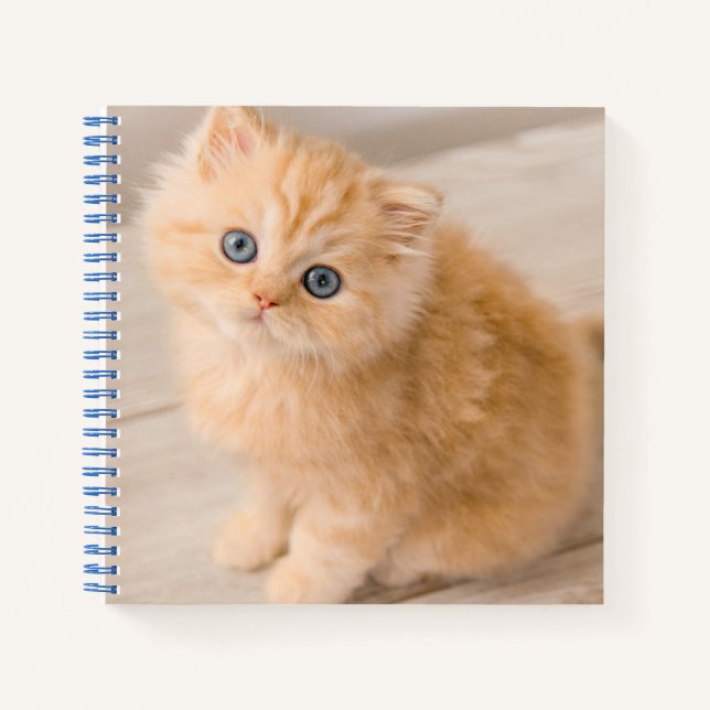 Cutest Baby Animals | British Longhair Kitten Notebook (Front)