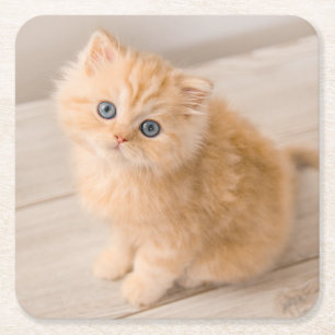 Cutest Baby Animals British Longhair Kitten Square Paper Coaster