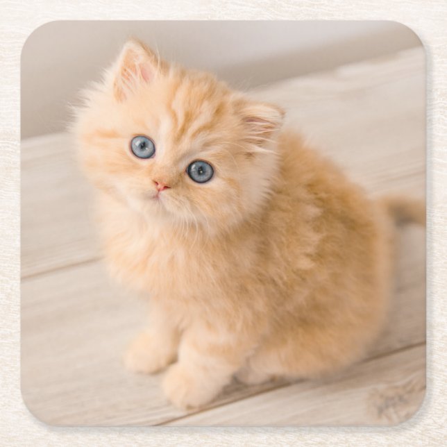 Cutest Baby Animals | British Longhair Kitten Square Paper Coaster (Front)