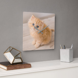 Cutest Baby Animals   British Longhair Kitten Square Wall Clock