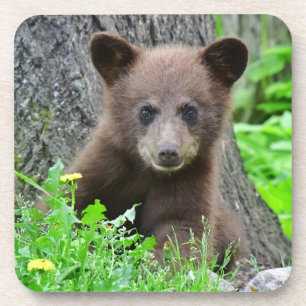 Cutest Baby Animals Brown Bear Cub Coaster