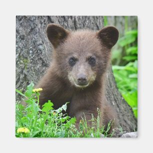 Cutest Baby Animals Brown Bear Cub Magnet