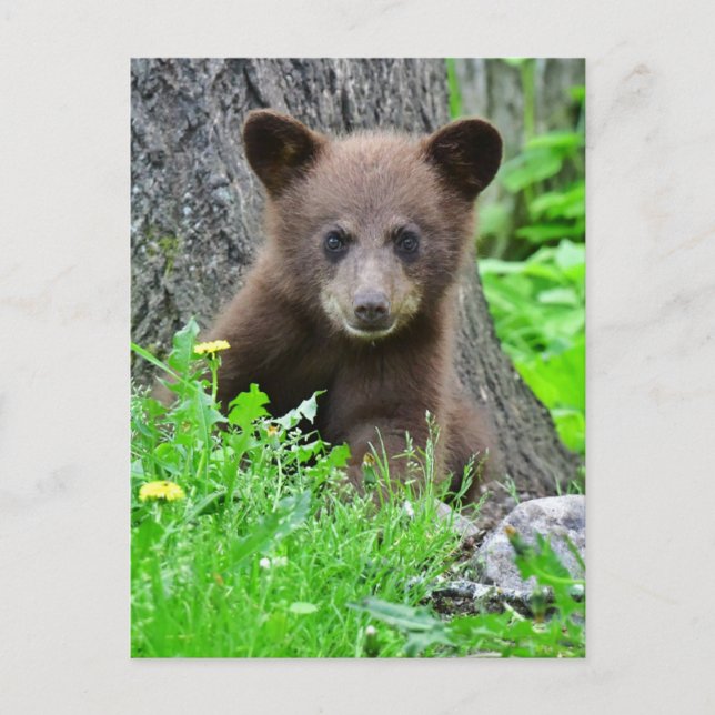 Cutest Baby Animals | Brown Bear Cub Postcard (Front)