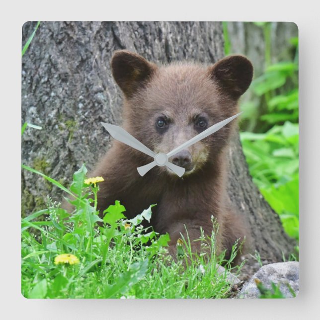 Cutest Baby Animals | Brown Bear Cub Square Wall Clock (Front)