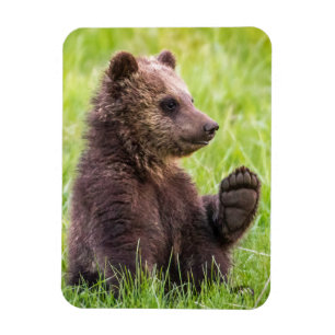 Cutest Baby Animals   Brown Bear Cub Wave Magnet