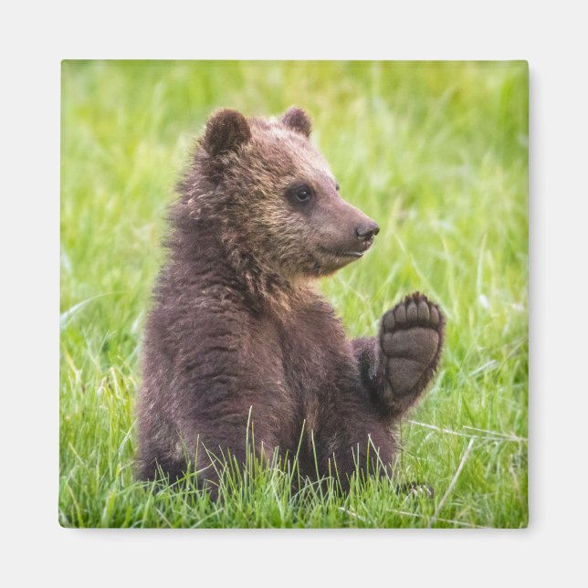 Cutest Baby Animals | Brown Bear Cub Wave Magnet (Front)