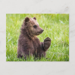 Cutest Baby Animals   Brown Bear Cub Wave Postcard
