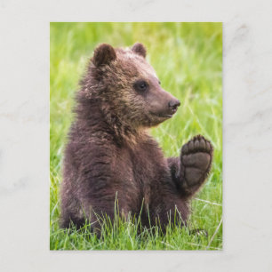 Cutest Baby Animals   Brown Bear Cub Wave Postcard