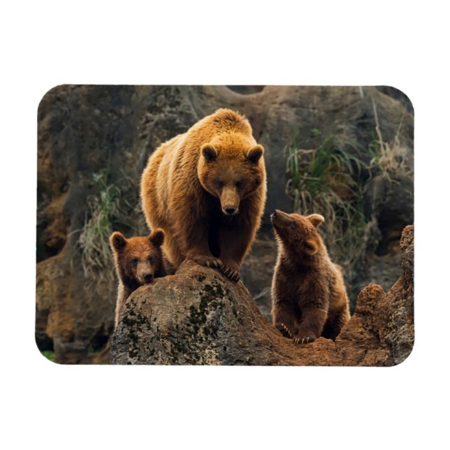 Cutest Baby Animals | Brown Bear Family Magnet (Horizontal)