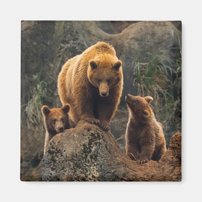 Cutest Baby Animals | Brown Bear Family Magnet (Front)