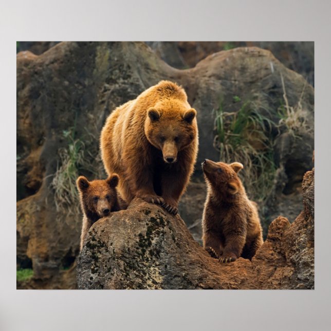 Cutest Baby Animals | Brown Bear Family Poster (Front)