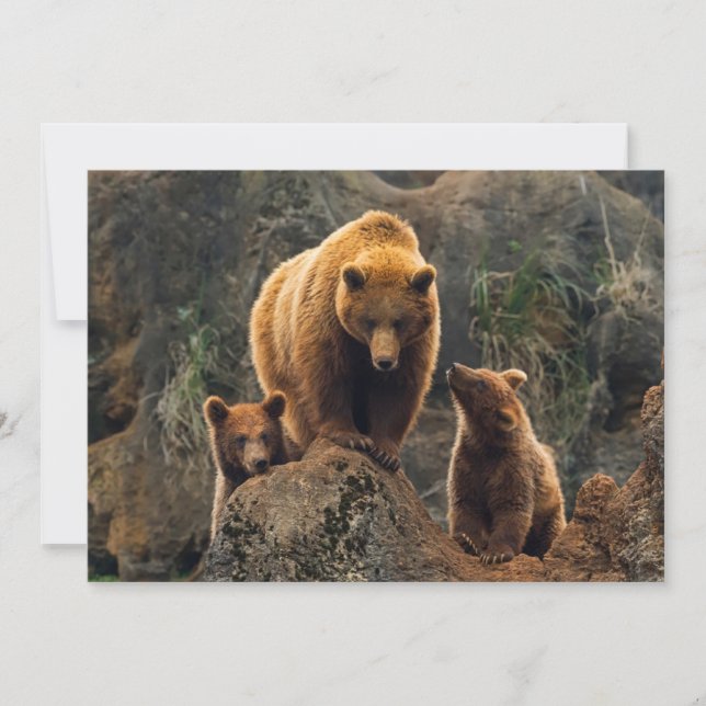 Cutest Baby Animals | Brown Bear Family Thank You Card (Front)