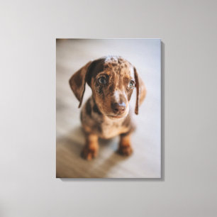 Cutest Baby Animals Brown Dachshund Puppy Canvas Print
