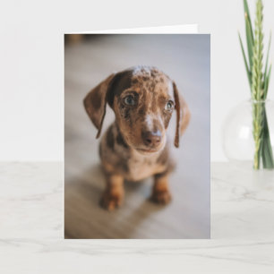 Cutest Baby Animals   Brown Dachshund Puppy Card