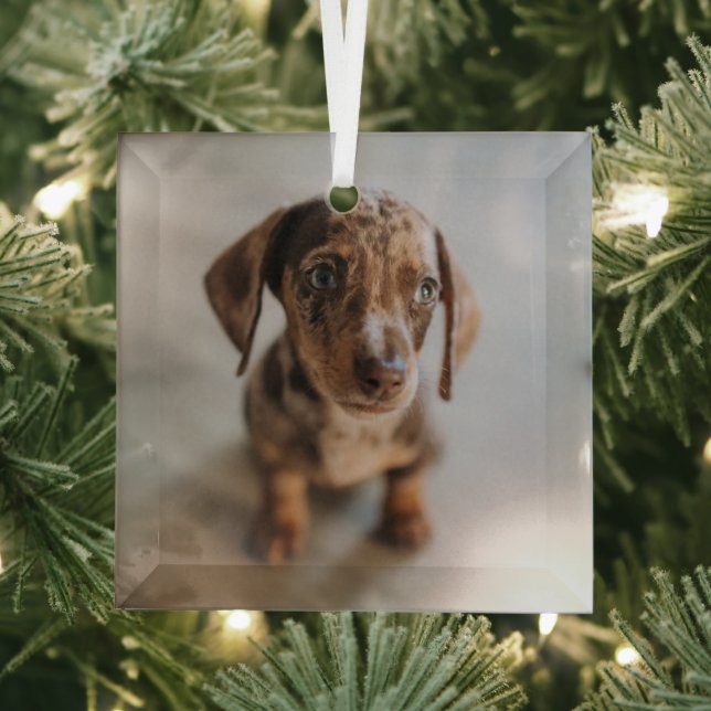 Cutest Baby Animals | Brown Dachshund Puppy Glass Tree Decoration (Insitu)