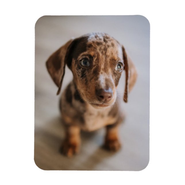 Cutest Baby Animals | Brown Dachshund Puppy Magnet (Vertical)