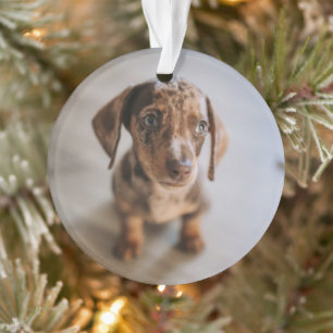 Cutest Baby Animals   Brown Dachshund Puppy Ornament