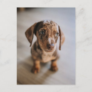 Cutest Baby Animals   Brown Dachshund Puppy Postcard