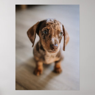 Cutest Baby Animals   Brown Dachshund Puppy Poster