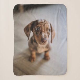 Cutest Baby Animals Brown Dachshund Puppy Sherpa Blanket