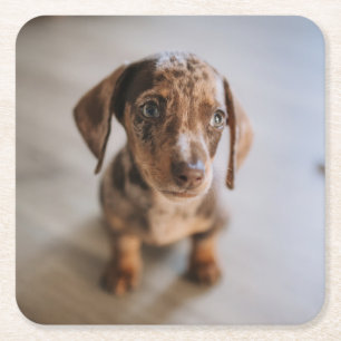 Cutest Baby Animals Brown Dachshund Puppy Square Paper Coaster