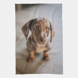 Cutest Baby Animals   Brown Dachshund Puppy Tea Towel