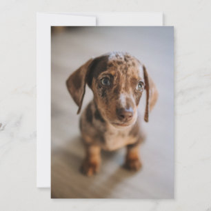 Cutest Baby Animals Brown Dachshund Puppy Thank You Card