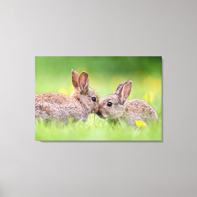 Cutest Baby Animals | Bunny Kiss Canvas Print (Front)