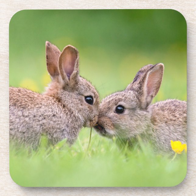 Cutest Baby Animals | Bunny Kiss Coaster (Front)