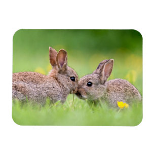 Cutest Baby Animals Bunny Kiss Magnet