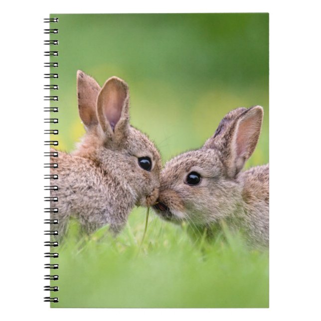 Cutest Baby Animals | Bunny Kiss Notebook (Front)