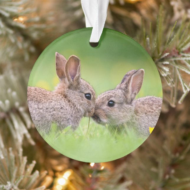 Cutest Baby Animals | Bunny Kiss Ornament (Tree)