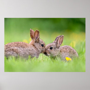 Cutest Baby Animals   Bunny Kiss Poster