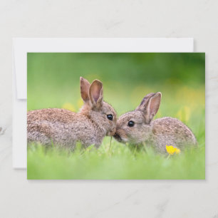 Cutest Baby Animals   Bunny Kiss Thank You Card