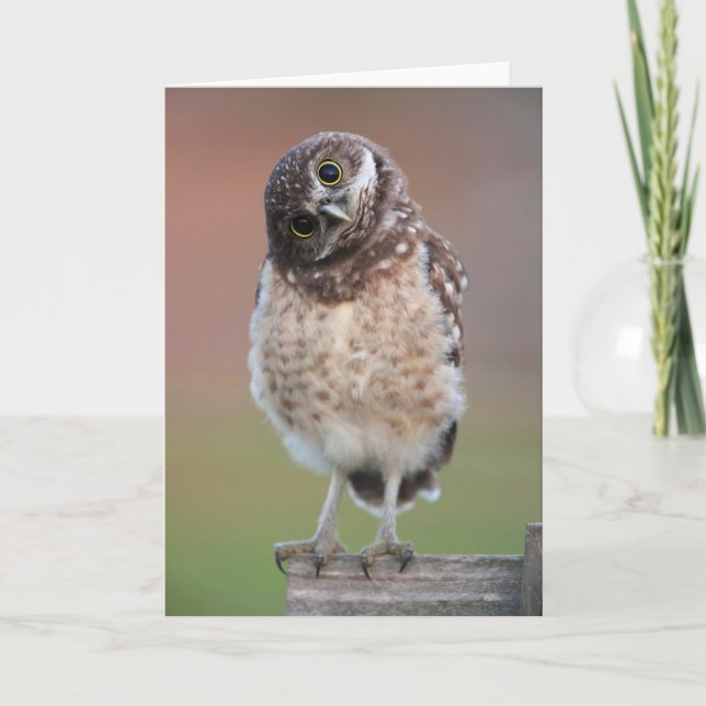 Cutest Baby Animals | Burrowing Owl Owlet Card (Front)
