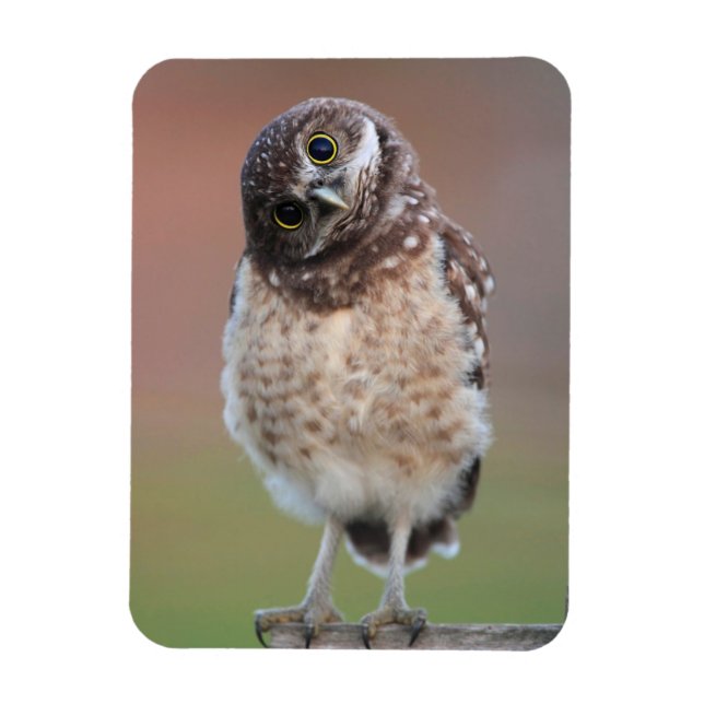 Cutest Baby Animals | Burrowing Owl Owlet Magnet (Vertical)