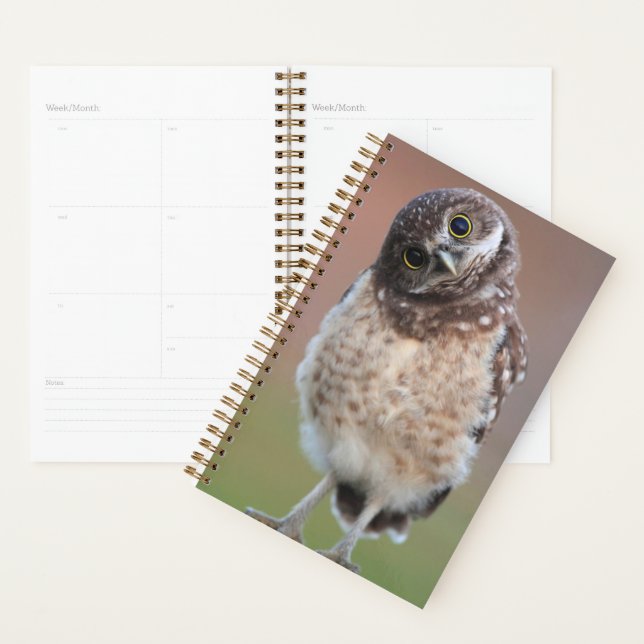 Cutest Baby Animals | Burrowing Owl Owlet Planner (Display)