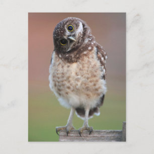 Cutest Baby Animals   Burrowing Owl Owlet Postcard