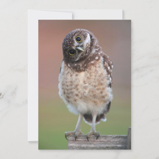 Cutest Baby Animals | Burrowing Owl Owlet Thank You Card (Front)