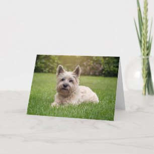 Cutest Baby Animals   Cairn Terrier Dog Card