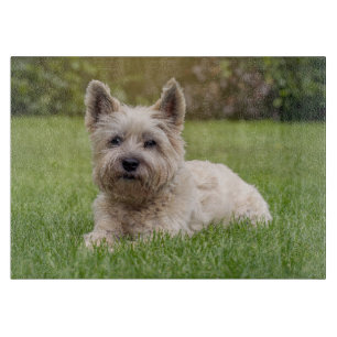 Cutest Baby Animals   Cairn Terrier Dog Cutting Board
