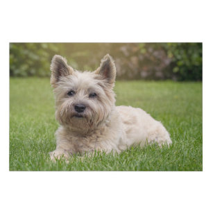 Cutest Baby Animals   Cairn Terrier Dog Faux Canvas Print