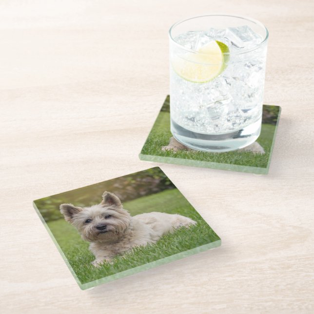 Cutest Baby Animals | Cairn Terrier Dog Glass Coaster (Angled)