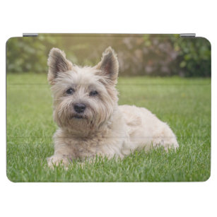 Cutest Baby Animals   Cairn Terrier Dog iPad Air Cover