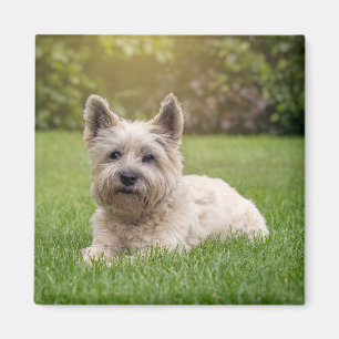 Cutest Baby Animals   Cairn Terrier Dog Magnet